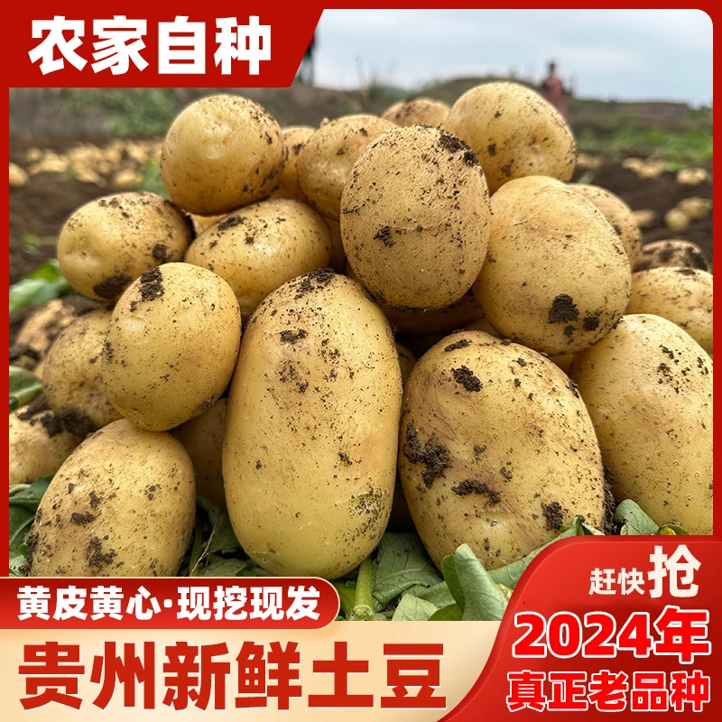 新土豆2024现挖黄皮土豆新鲜农家小土豆应季蔬菜洋芋整箱批发包邮