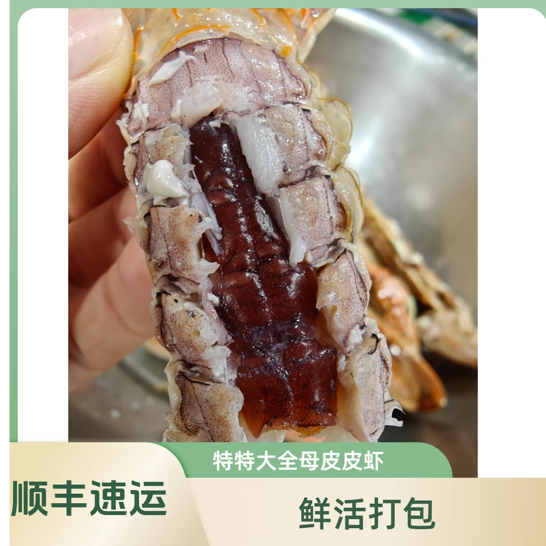 烟台莱州9-11头特特大全母带膏皮皮虾2斤起拍保鲜保肥