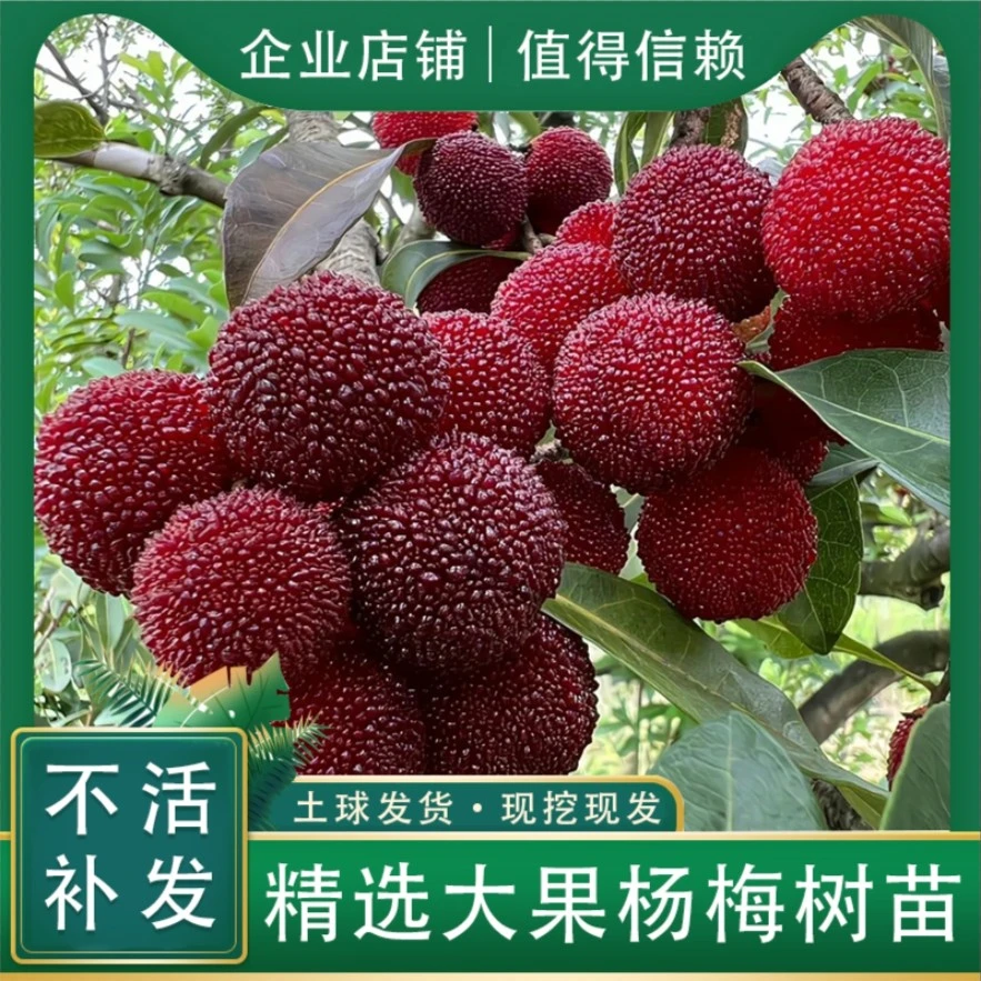 【南北可种 耐寒耐旱】现挖现发杨梅树  适合庭院阳台种植