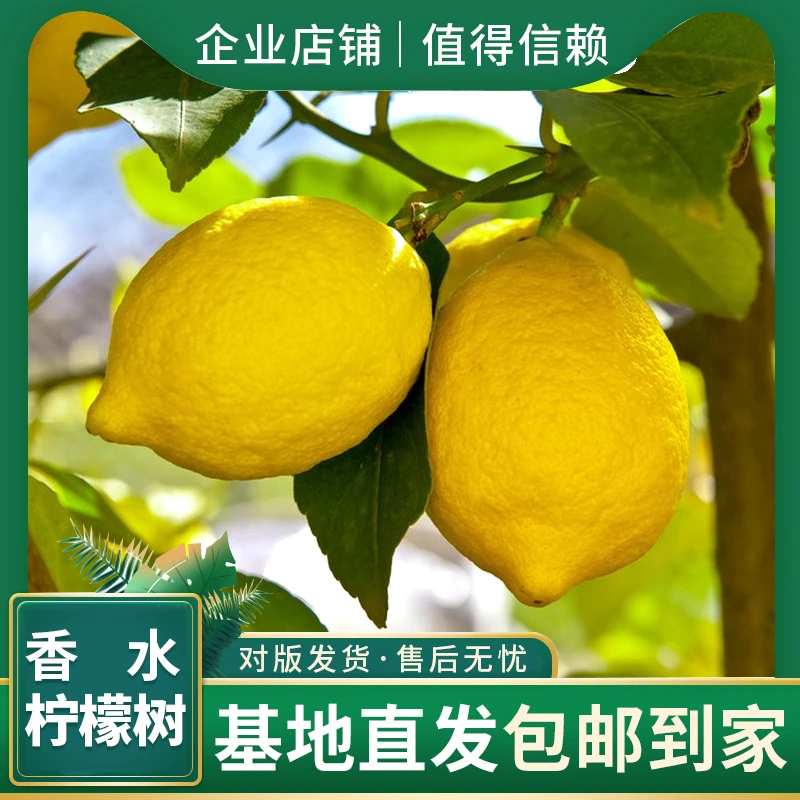香水柠檬树苗盆栽四季结果可食用室内阳台好养活花卉绿植