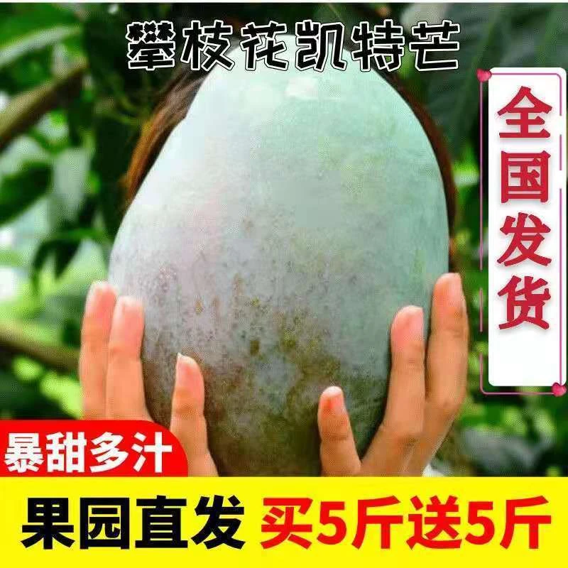 新鲜凯特芒果大青芒一级果攀枝花凯特芒果新鲜水果现摘当季特价1g