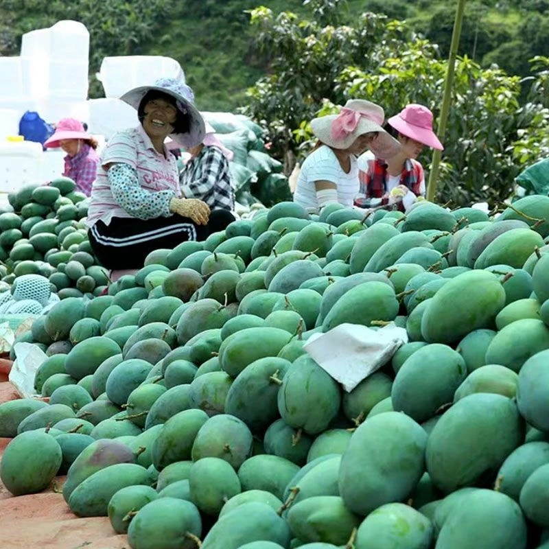 特级四川攀枝花凯特芒果新鲜现摘大青芒应季水果整箱金煌芒1g