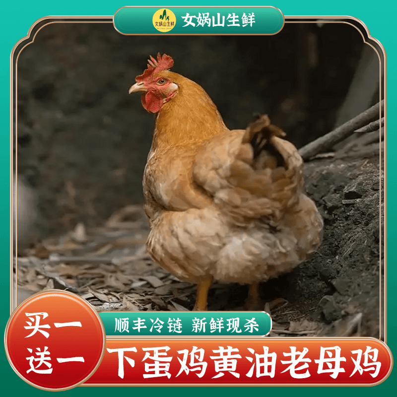 【回农村】散养黄油老母鸡 林间土鸡  现杀2只净重约5斤 新鲜农产品