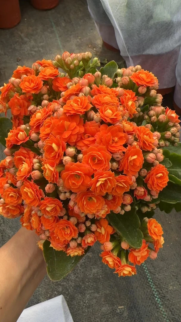 无品牌安尼斯 长寿花 室内盆栽