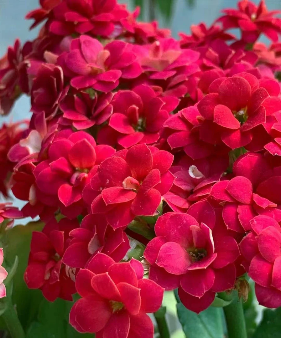火狐狸130盆~长寿花盆栽新手入门阳台客厅好看好养