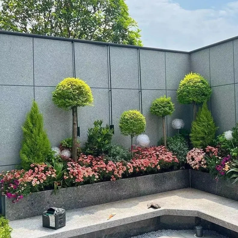 亮晶女贞棒棒糖川金滇蜡树苗小叶柠檬之光盆栽景冬青先令花镜植物