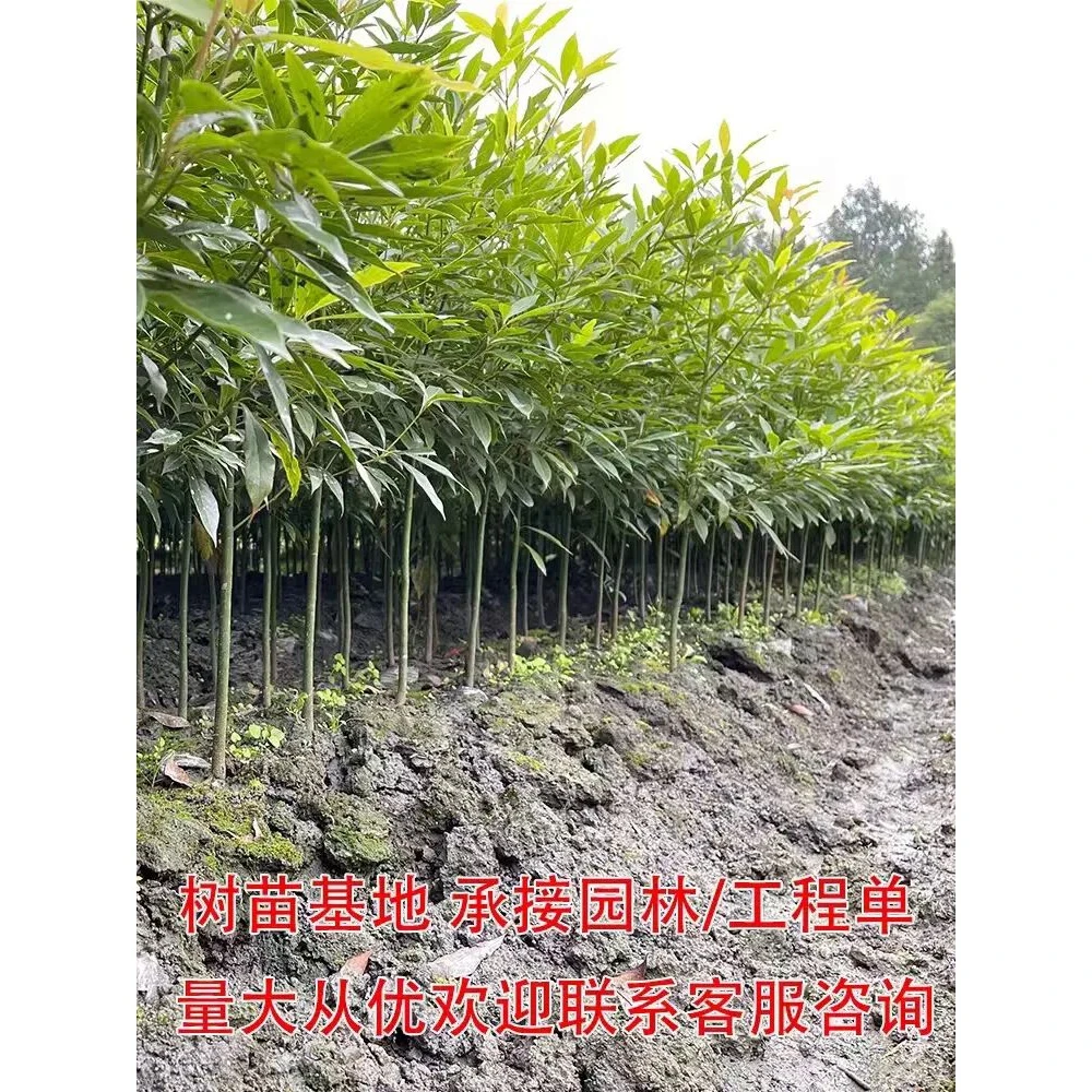 金丝楠木树苗名贵树种庭院地栽均可种植