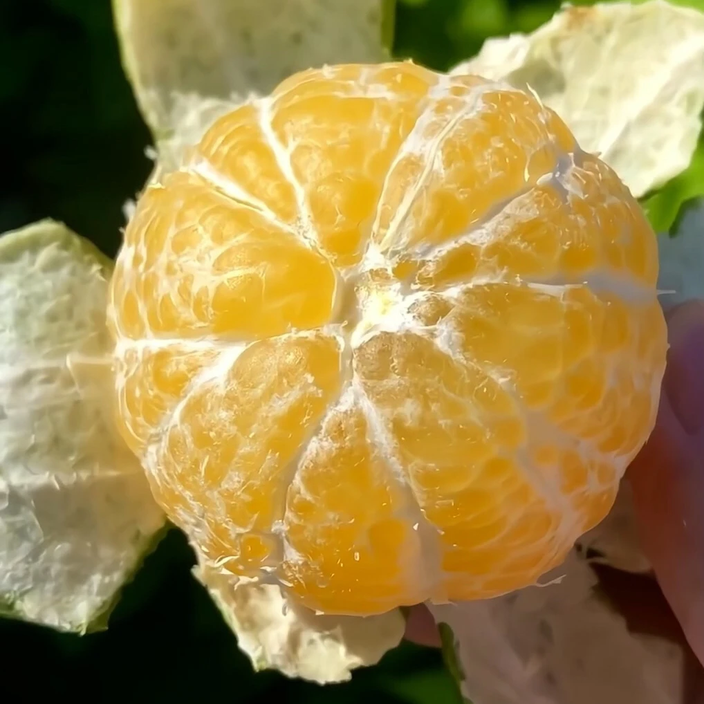 【皇帝柑】正宗嫁接柑橘苗纯甜盆栽地栽庭院阳台南方种植水果种植