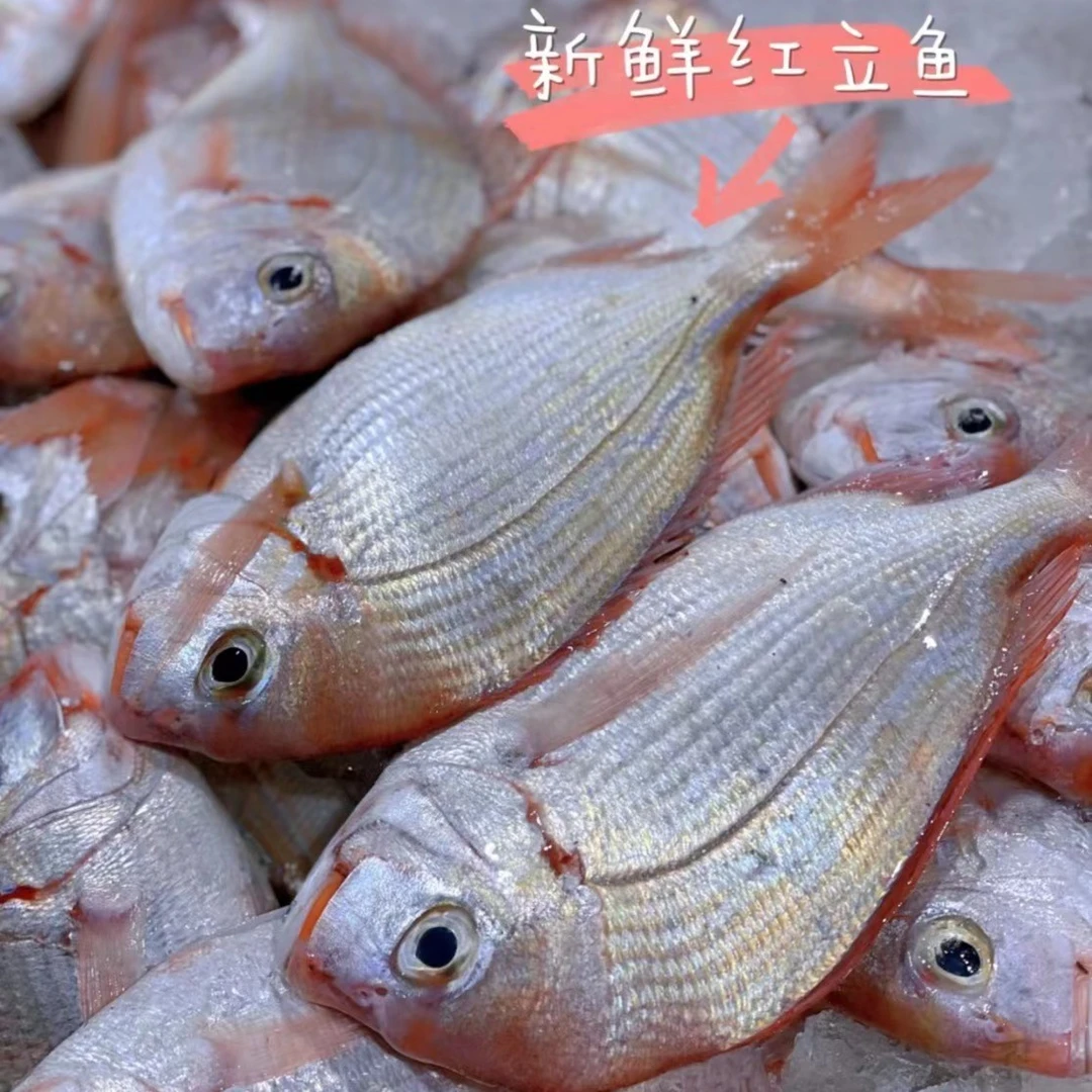 红立鱼 盘仔鱼 任意混搭满5斤起广东省包邮 惠来神泉港 自然保鲜
