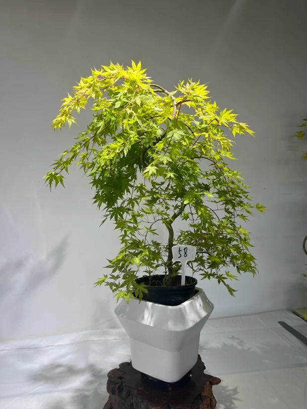 精品流泉枫｜绿植推荐