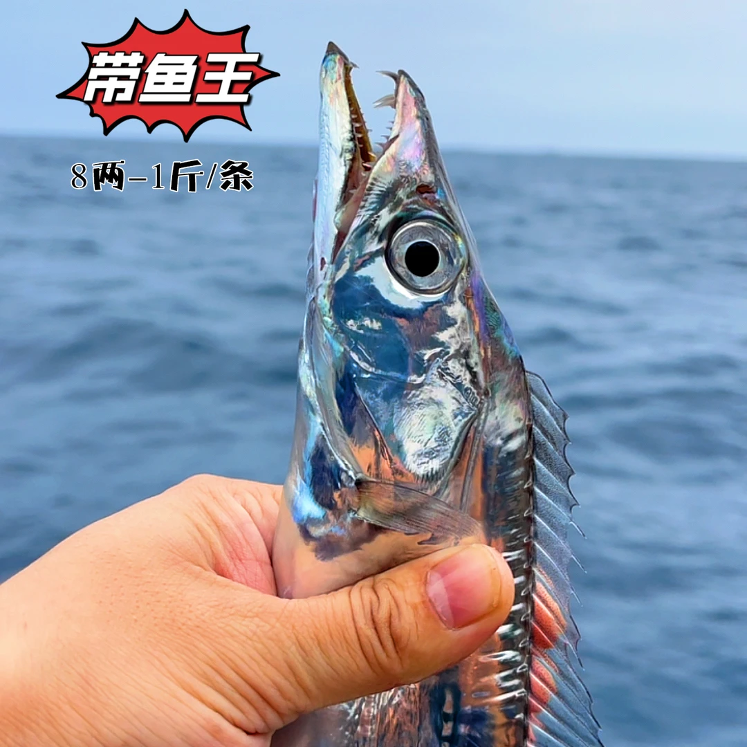 【土豪带鱼王】8两-1斤/条舟山小眼油带海钓带鱼船冻超低温锁鲜无冰