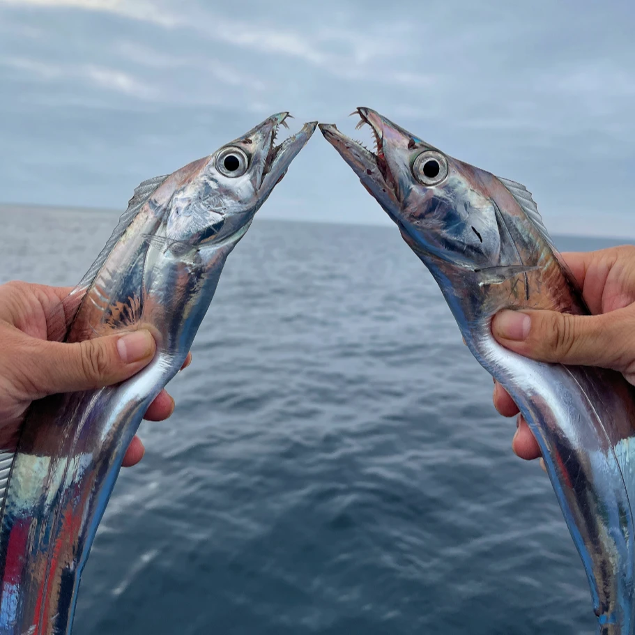 【阿宋来了】5-7两/条舟山带鱼 小眼油带鱼海钓带鱼 新鲜船冻锁鲜