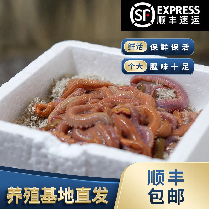 活沙蚕红虫顺丰包邮沙蚕养殖基地直发鲜活万能钓饵钓鱼垂钓矶钓
