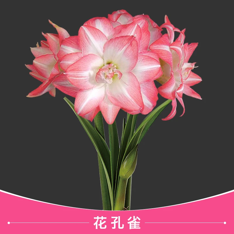 朱顶红【花孔雀】重瓣开花神器花期超长观花种球