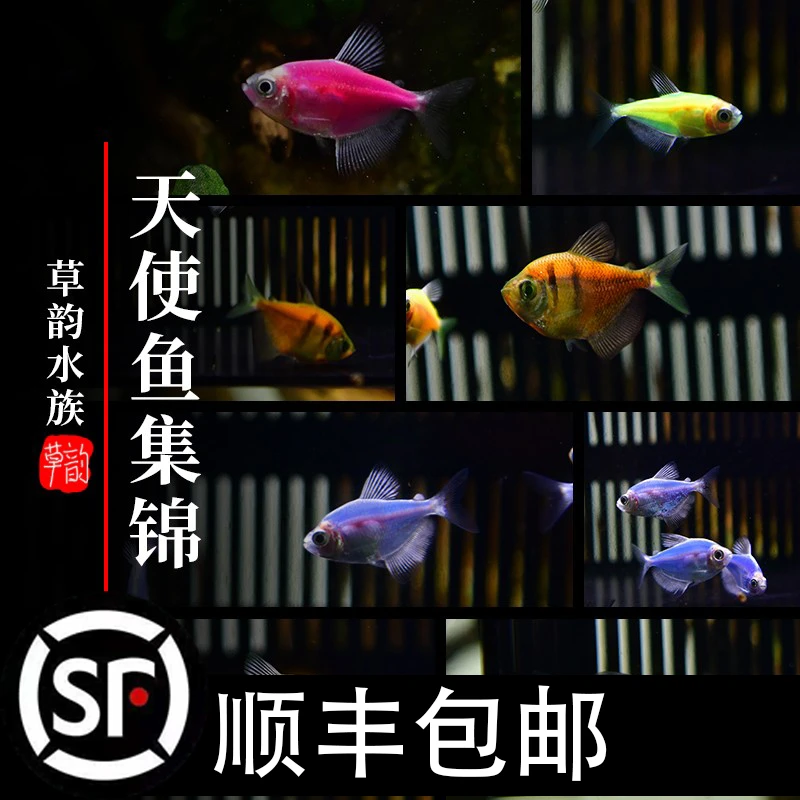 顺丰包邮观赏鱼彩裙紫衣天使鱼群游冷水耐活好养不加温活体荧光鱼