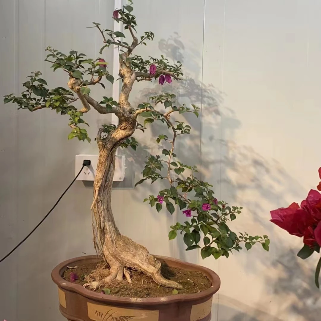 交个盆友吧||皋月杜鹃花一物一拍