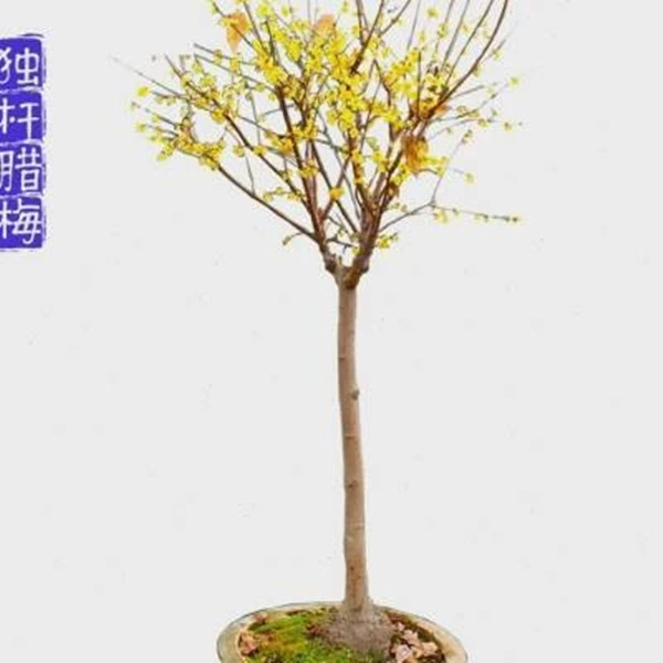 腊梅树苗高杆型素心腊梅庭院别墅地栽盆栽浓香花卉冬季开花