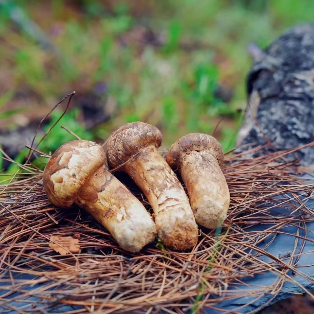 2025云南南华香格里拉鲜松茸顺丰冷链48小时250g500g1000g