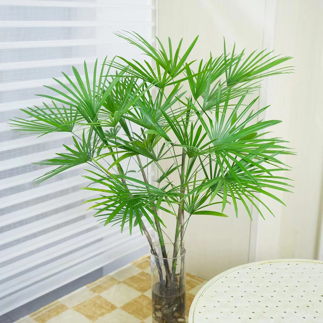水培棕竹室内桌面绿植花四季常青【买四枝送二枝，到手六枝】