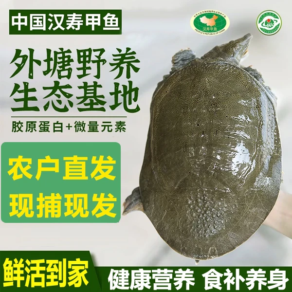 农户直发生态老甲鱼外塘散养包邮发货鲜活到家青背白底公母混发