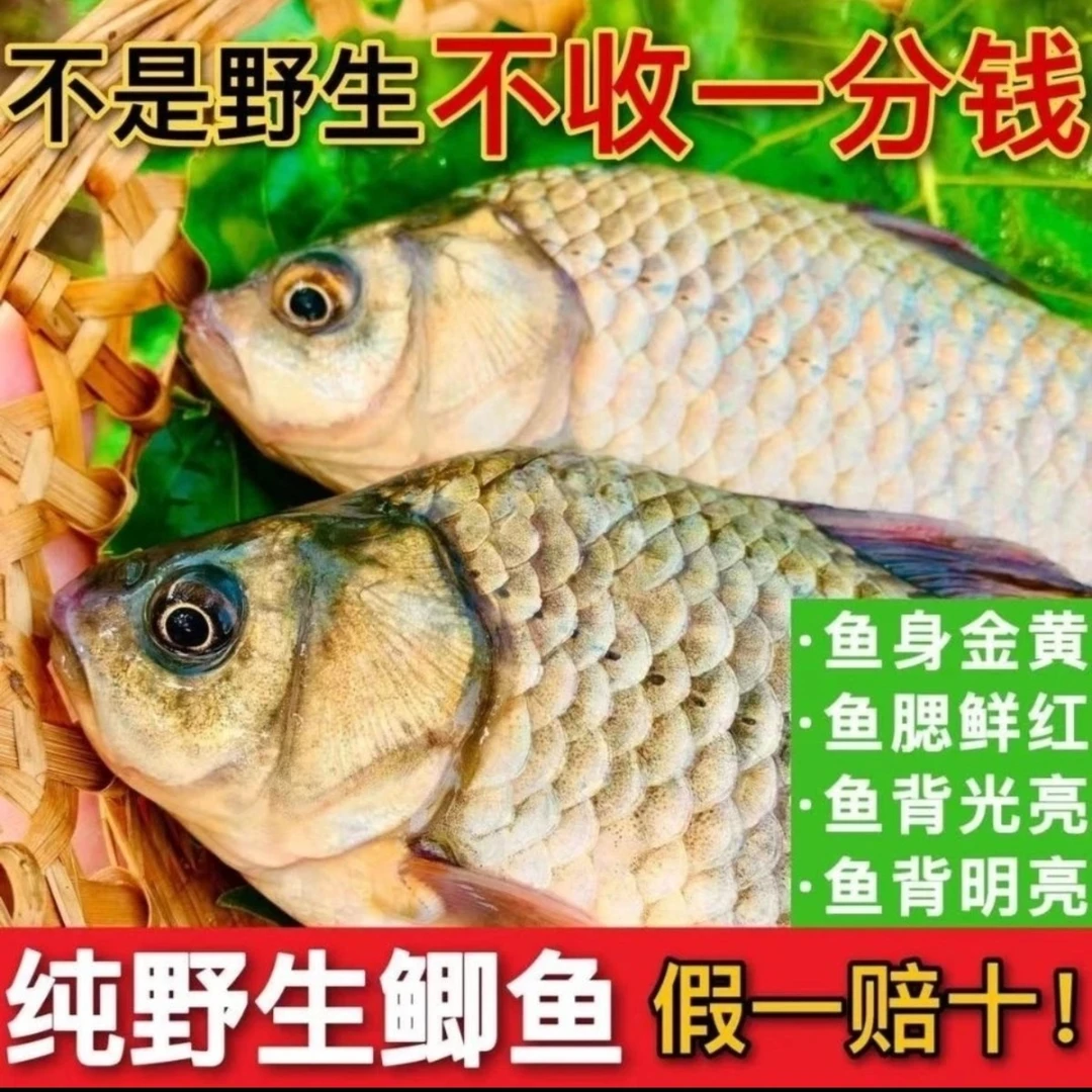 安徽纯野生鲫鱼/去腮去肚/20%损耗真空包装京东顺丰冷链