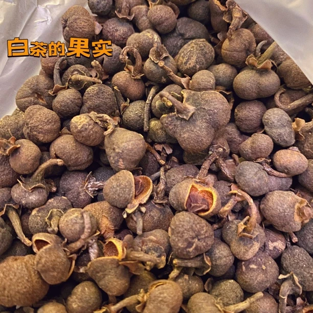 福鼎白茶2019老白茶茶籽高山野生老白茶果实白茶籽100克