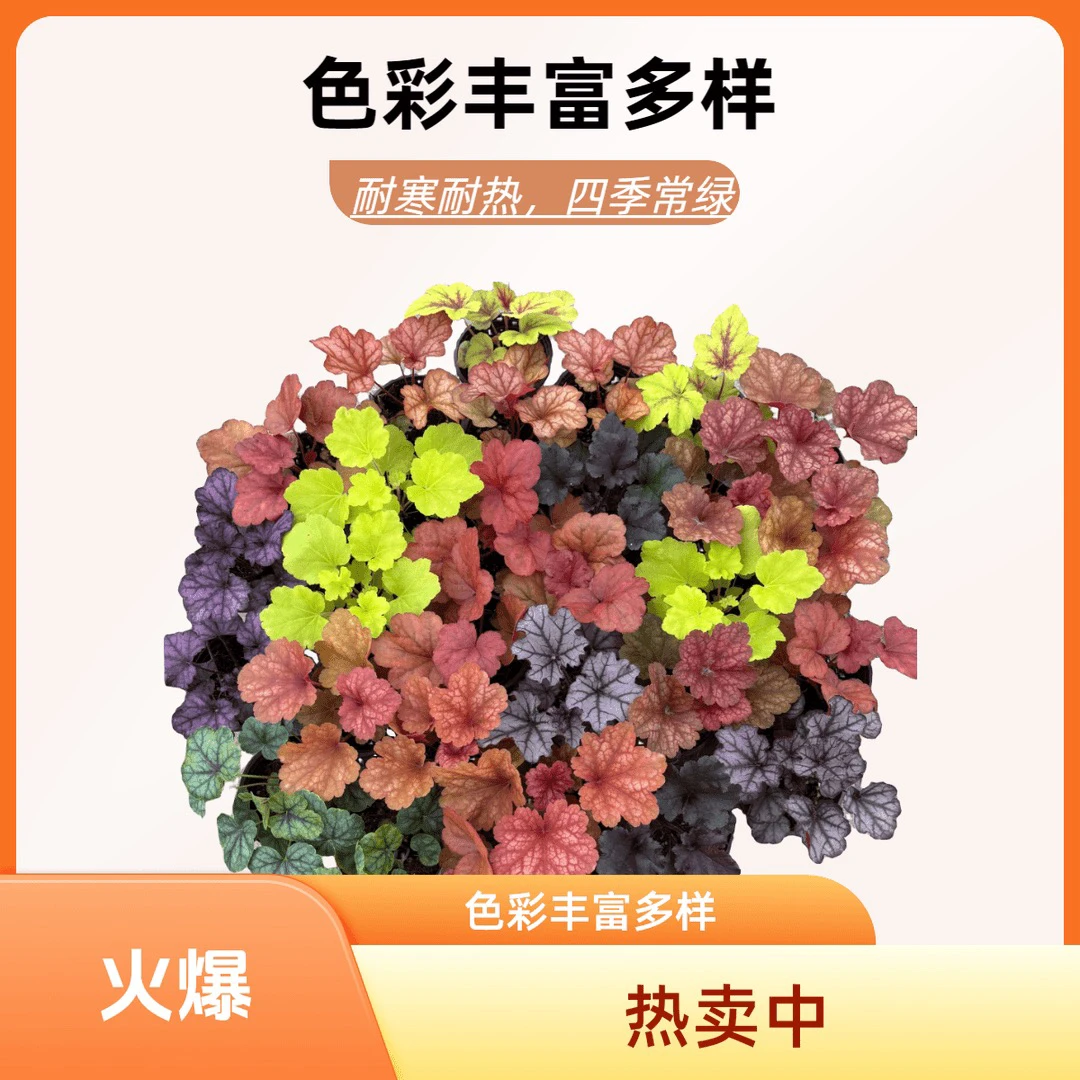 矾根盆栽花卉宿根观叶植物室内阳台庭院小区常绿色彩热卖