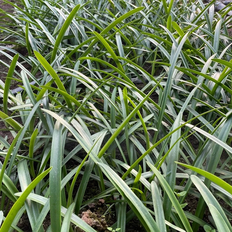 【一物一拍50-70】澳洲台朱荷兰朱自育杂交朱顶红裸根种球