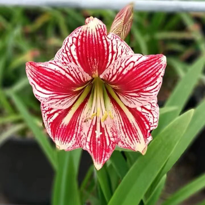 包对版【响尾蛇】台朱母本朱顶红种球裸根默认有花叶