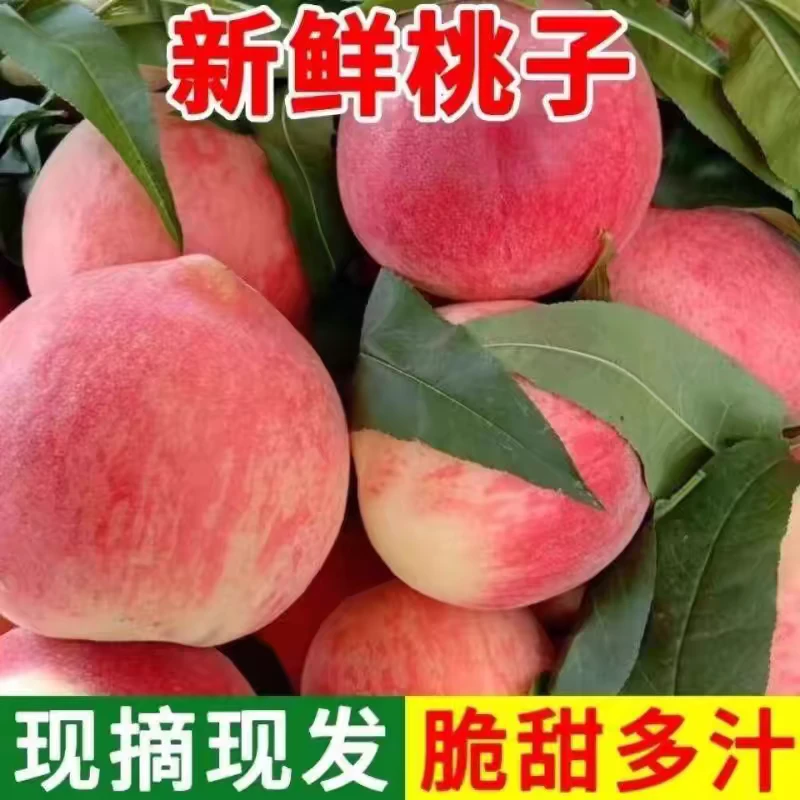 新鲜湖北水蜜桃现摘应季水蜜桃时令水果季整箱孕妇精选香甜多汁