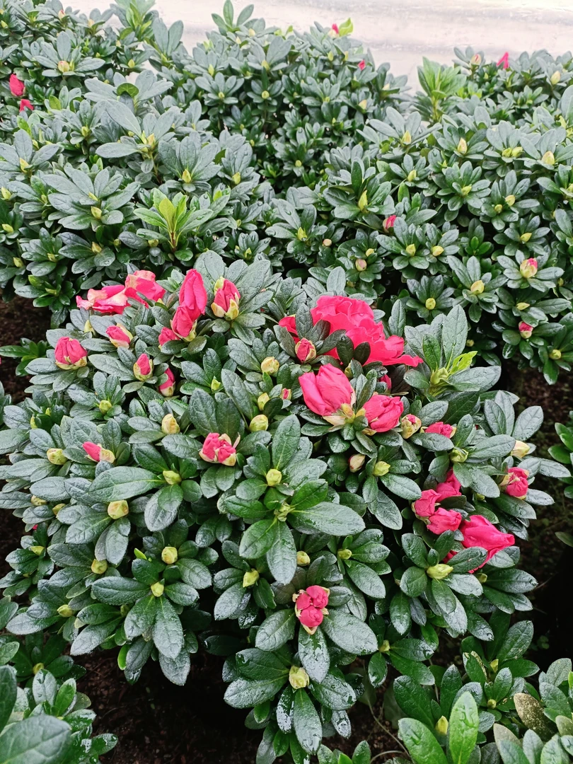 梅红大杜鹃花大气美观好养易活适宜阳台客厅