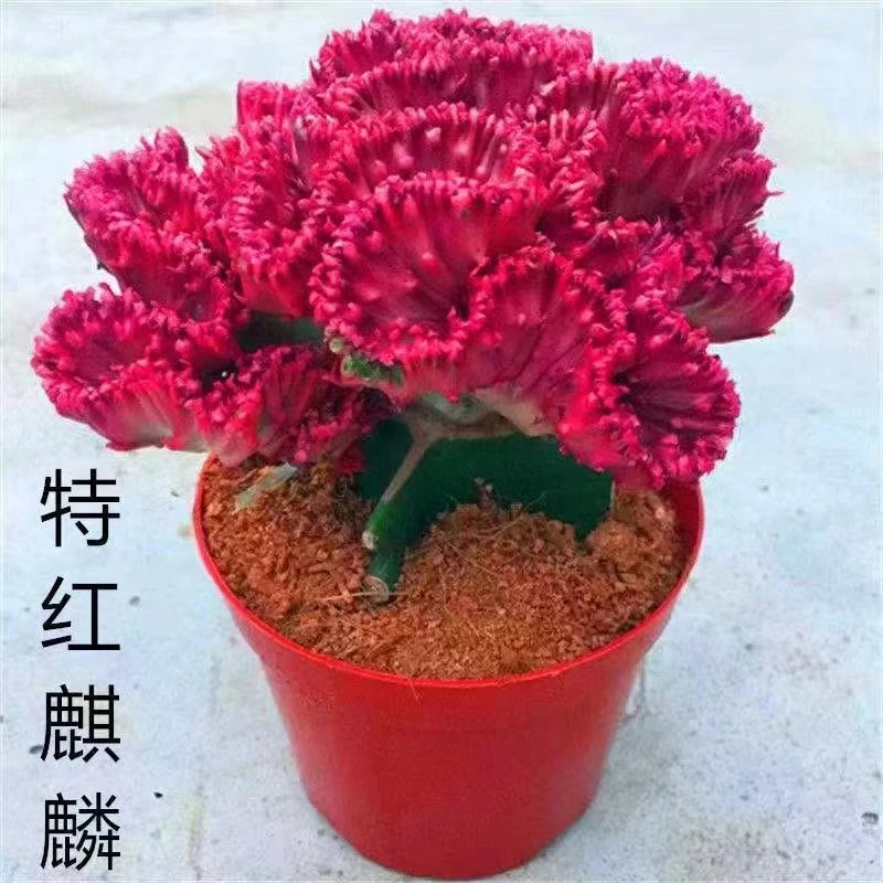 小斌园艺场 一物一拍麒麟多肉植物易养室内防辐射吸甲醛