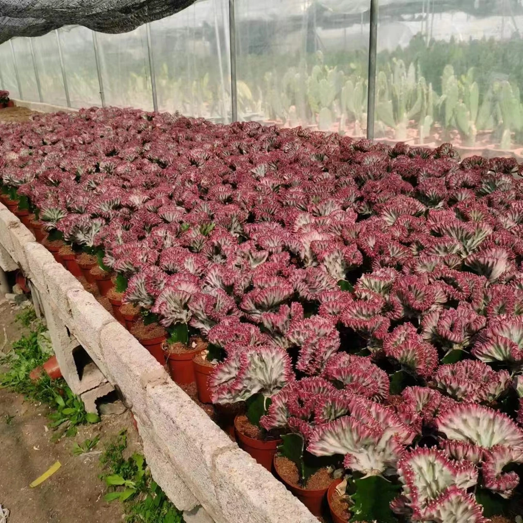 小斌园艺场一物一拍麒麟多肉植物室室内防辐射吸甲醛