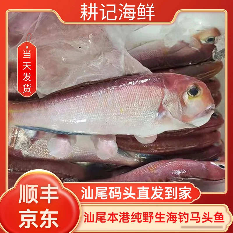 鲜活海钓（红马头鱼）汕尾港 冷冻水产 大小条包邮到家美味食用
