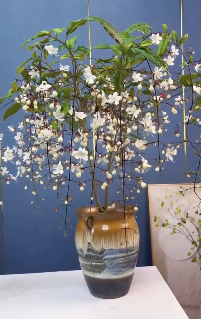 泰国垂丝茉莉室内好养网红花卉观赏绿植盆栽