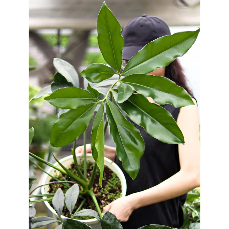 印第安羽毛蔓绿绒 耐阴好养中型绿植盆栽 浇浇植物超市