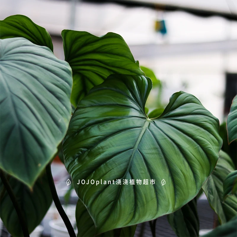 浇浇植物 哥伦比亚蔓绿绒 原种进口热植室内新奇雨林盆栽