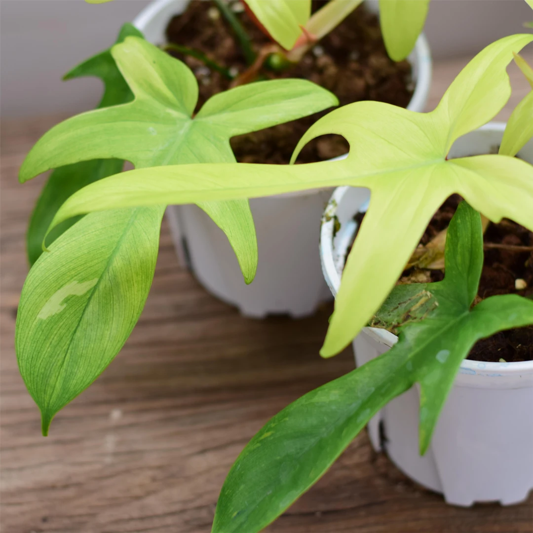 幽灵蔓绿绒 美丽季节锦热植新手好养盆栽 浇浇植物