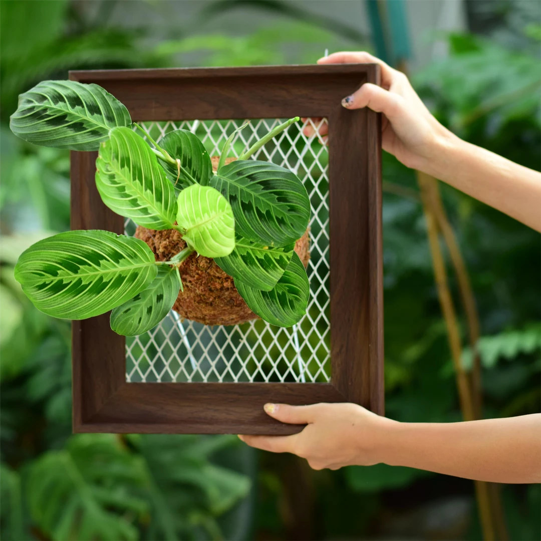 板植叶蝉竹芋 相框版/方形板 挂墙耐阴懒人植物 浇浇植物