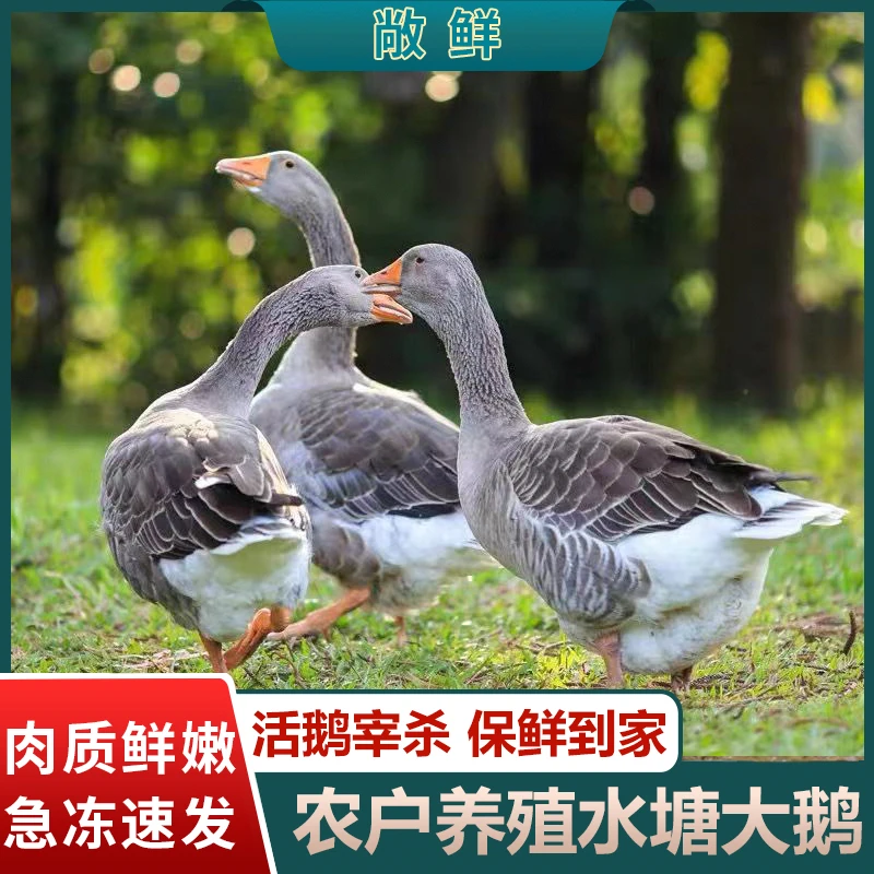 【三妹家】散养大灰鹅仔鹅朗德鹅现宰现发净重5斤左右含心肝胗