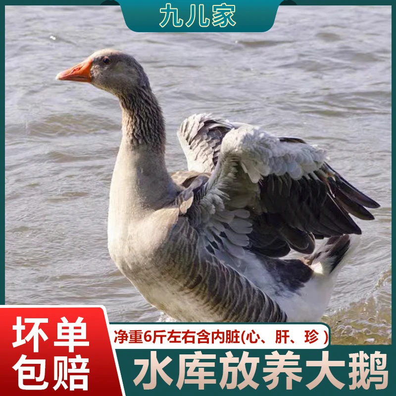 水库散养大灰鹅朗德鹅新鲜仔鹅现杀现发净重6斤左右