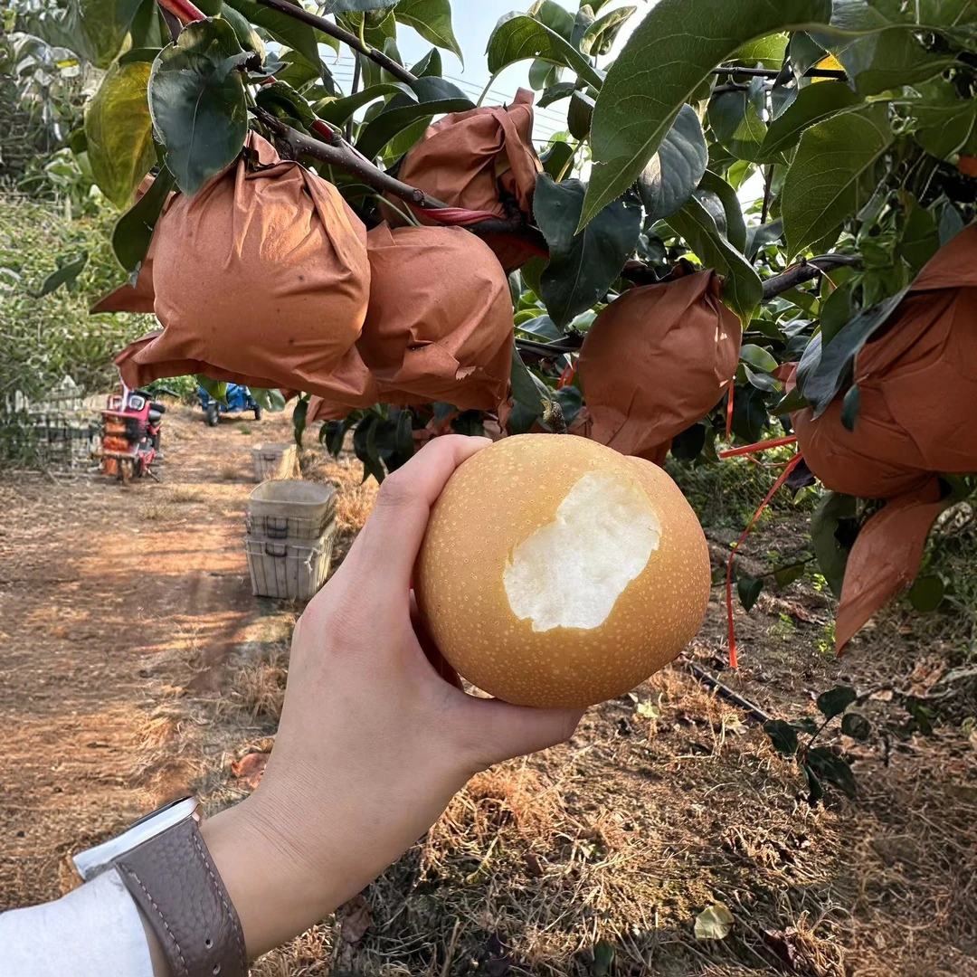 烟台正宗秋月梨 食用净含量 假一罚十