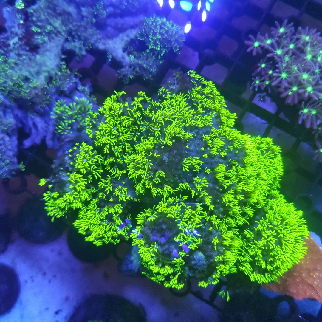 气泡，草皮，火柴珊瑚 妙妙屋