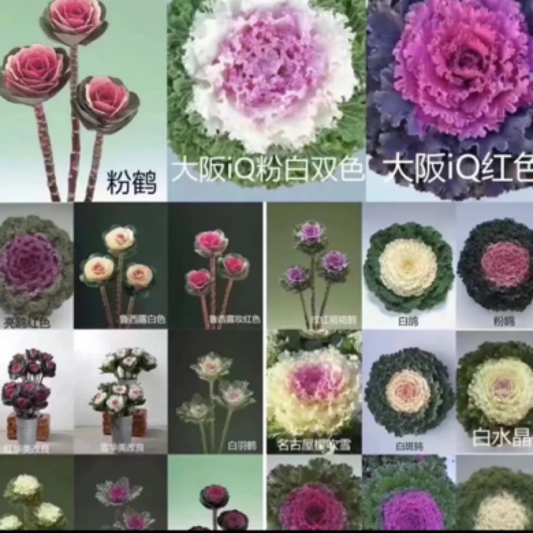 羽衣甘蓝种子可食用观赏耐高温暴晒耐寒抗冻多种颜色