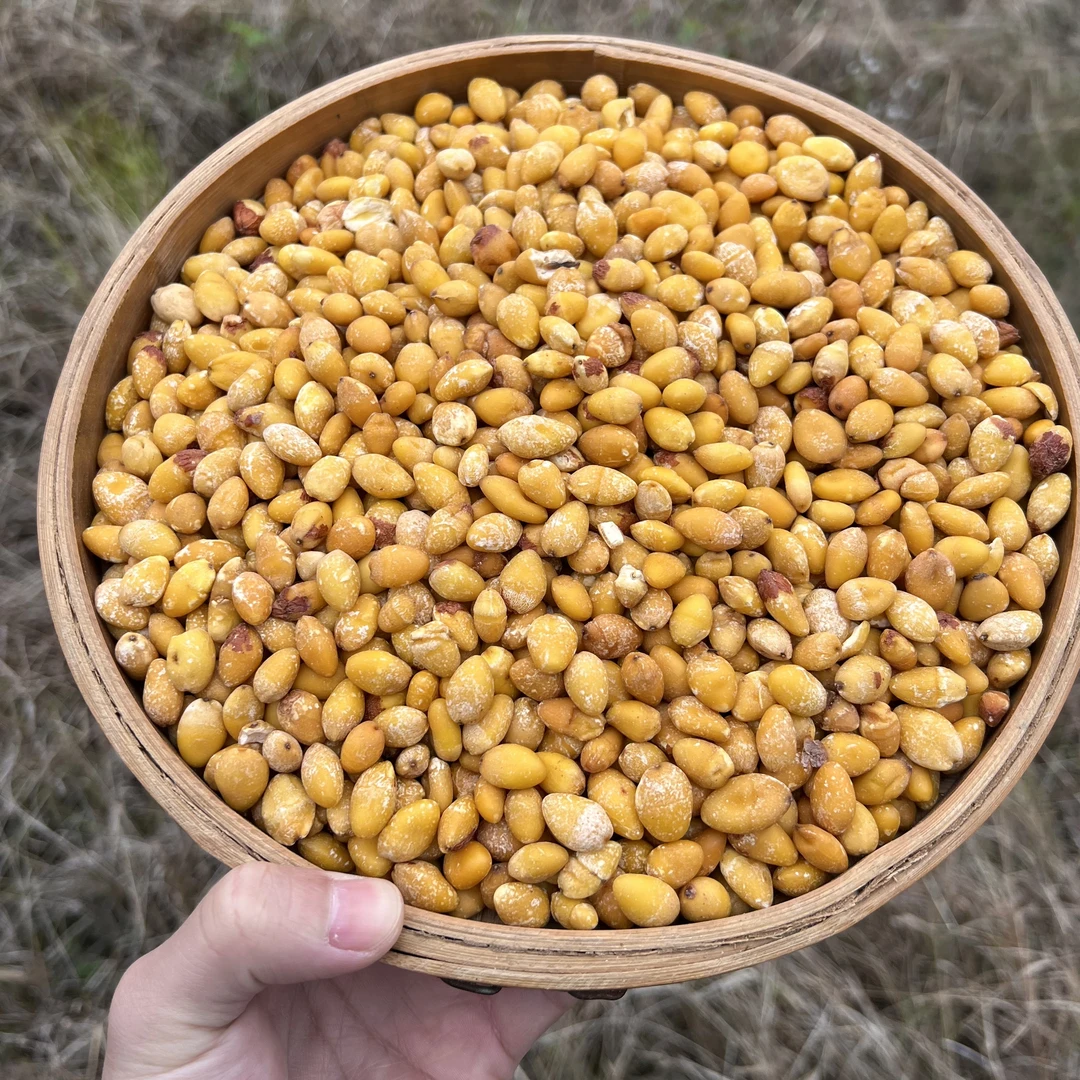 【六妹】农家 元气白果