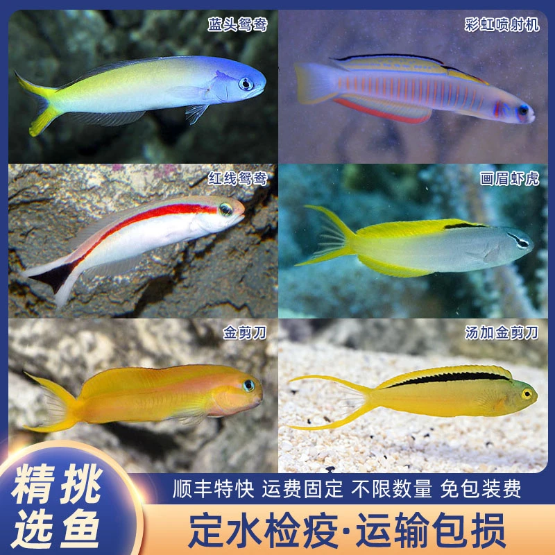 虾虎类海水观赏鱼蓝头鸳鸯画眉虾虎金剪刀虾虎
