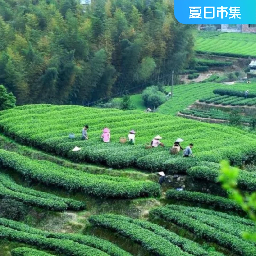 周鼎兴 金银花白茶 30克/盒