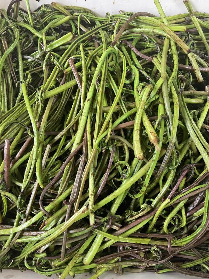 东北野生水蕨菜 山野菜 水焯速冻发货