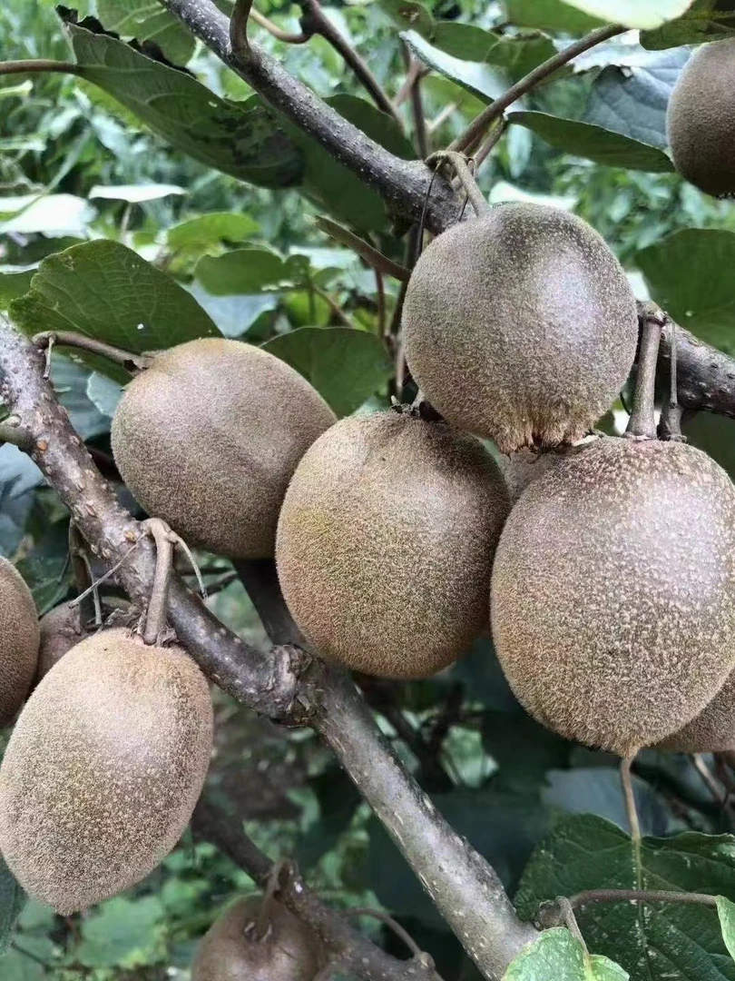 隆回小沙江高山日照猕猴桃