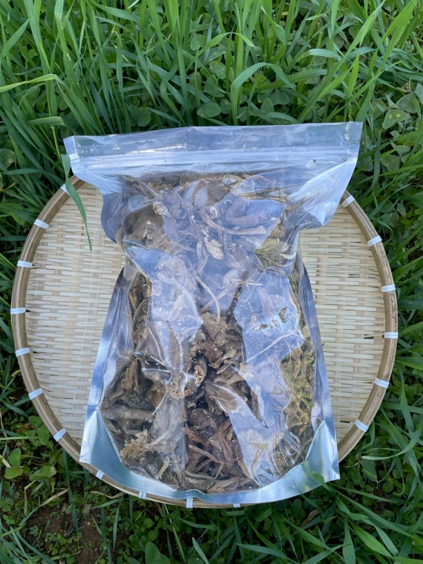 云南美味山珍鸡棕菌深山农家自采深山鸡枞